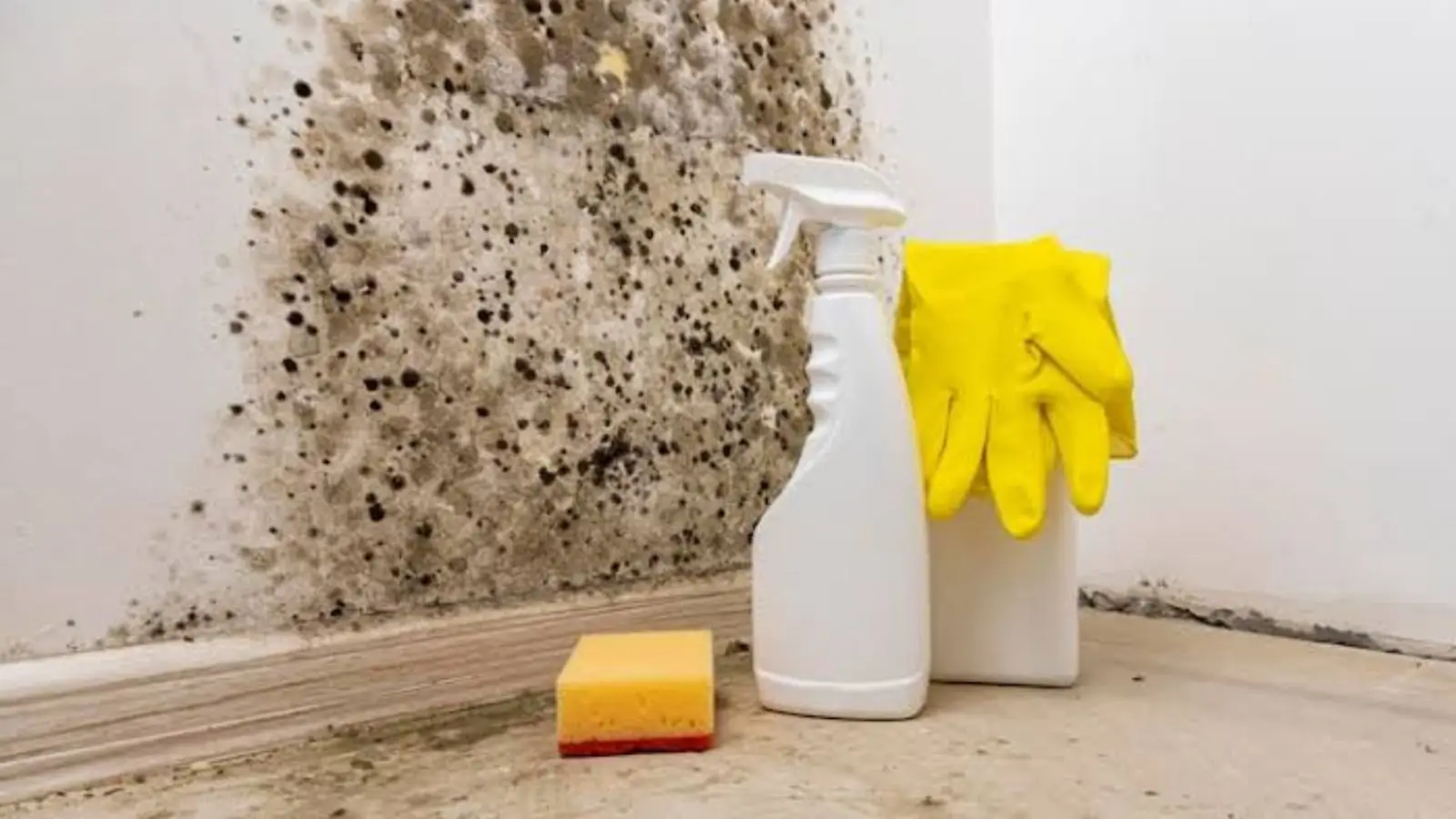 Black mold spots on a wall corner beside a spray bottle, sponge and yellow gloves