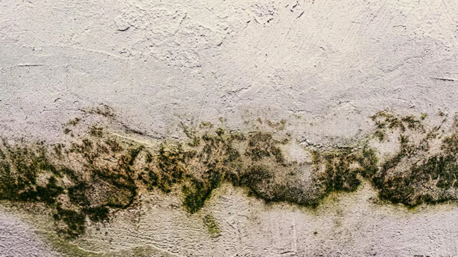 Green and black mold line growing along a textured white wall